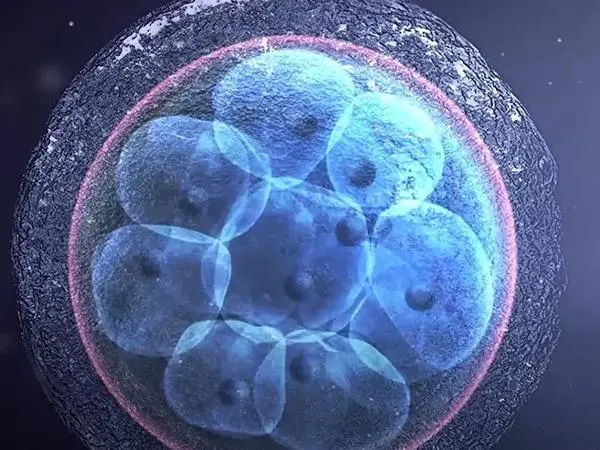 人工周期移植冻囊胚需要看胚胎着床窗口期吗？