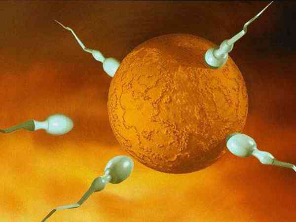国内生殖医院申请做供卵试管婴儿需要什么手续？