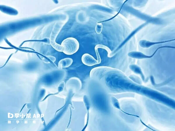精液中未发现精子是申请供精试管婴儿还是做显微取精好？