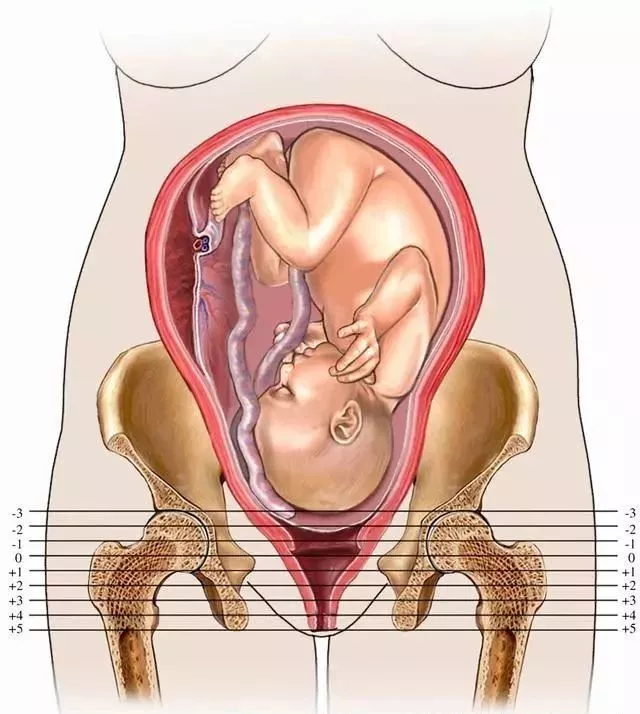 孕晚期胎儿头朝下的是因为重力因素吗？