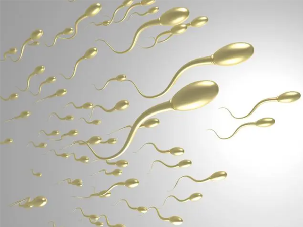 备孕期禁欲5天不同房会不会降低精子活力？
