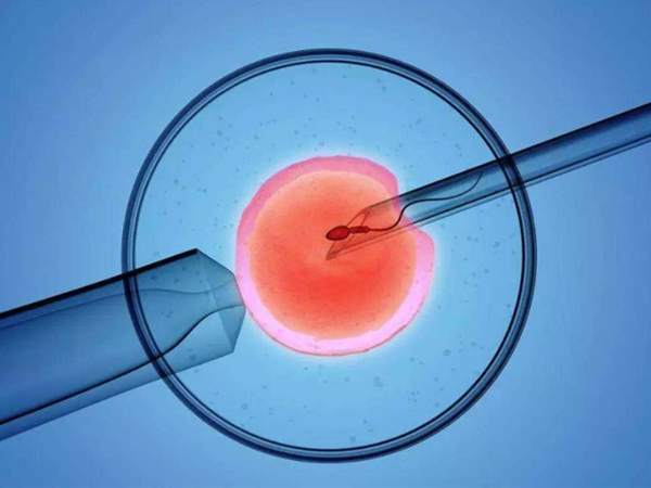 胚胎移植前吃当归等活血中药能提高着床率吗？