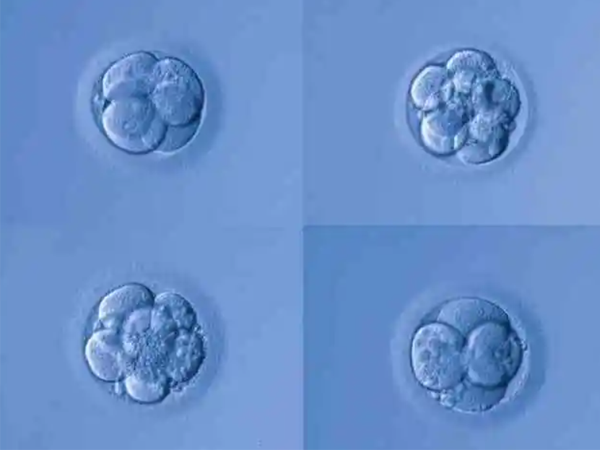 优质鲜胚除了细胞均匀和晶体状态良好还有什么特点？
