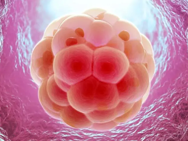 胚胎移植着床慢是胚胎发育不好还是子宫内膜差导致？