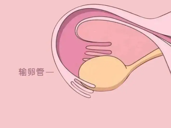 切除一个输卵管后定期复查和体外授精能成功怀孕吗？