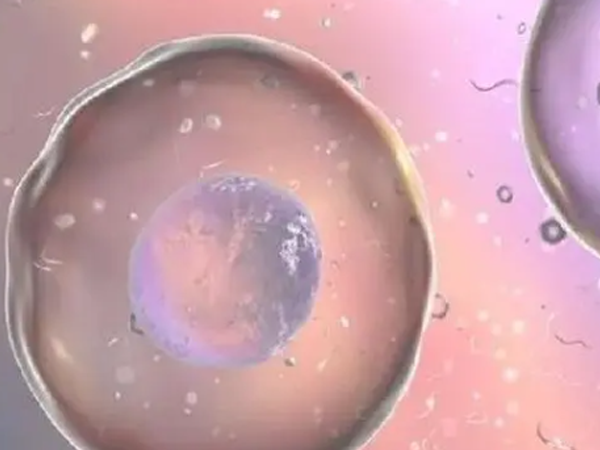 成熟卵泡具有卵泡腔大和直径大于17mm的特点吗？