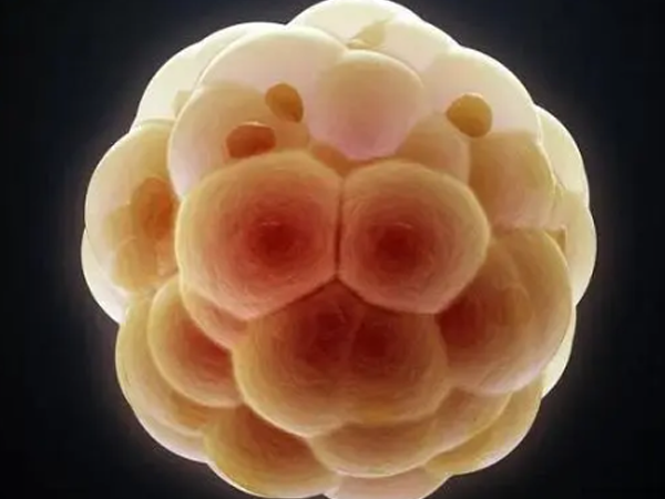 卵泡发育成熟会受到年龄和雌激素水平影响吗？