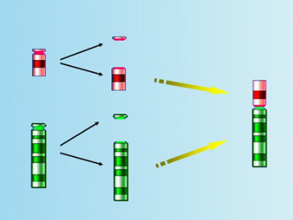 胎儿染色体发生罗氏易位的原理和表现是什么？