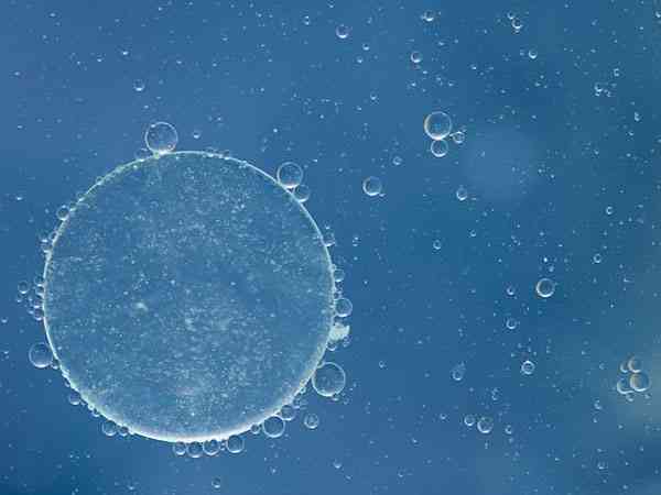 胚胎发育成桑椹胚会分裂出几个卵裂球？16个还是32个？
