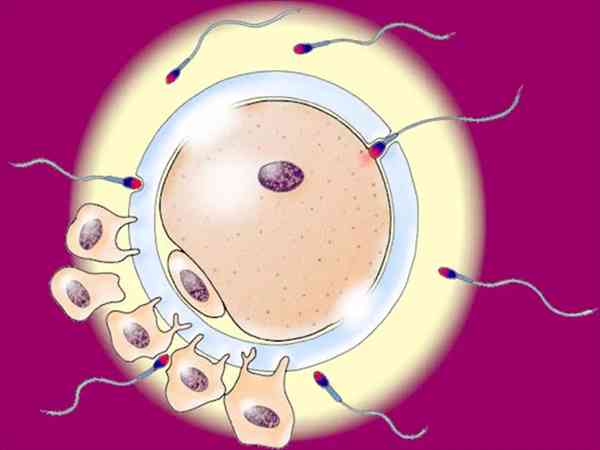 胚胎发育潜能不好是男的原因还是女方的？