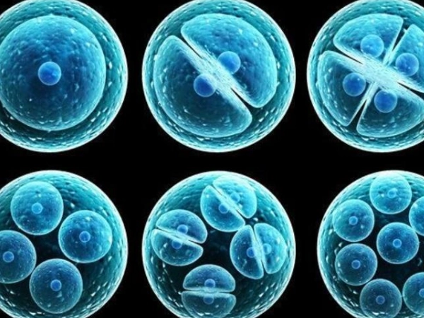 移植鲜胚和冻胚在着床成功率上有什么区别？
