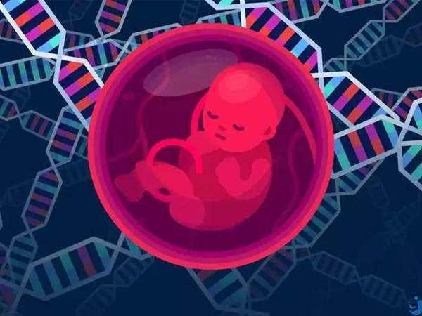 试管婴儿生化妊娠后多久可以再植入胚胎？