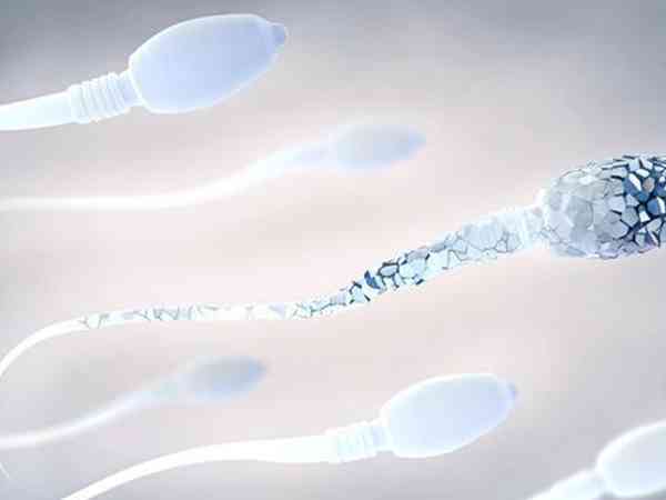 精子畸形99.5%能与卵子结合配成囊胚吗？
