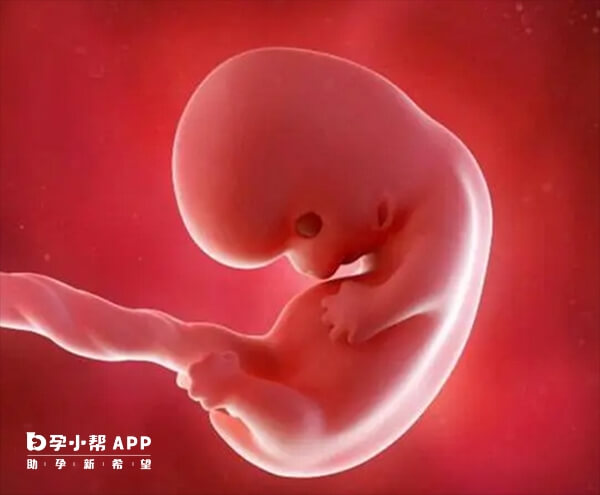 怀孕8周前胎儿都是以胎芽的形式存在