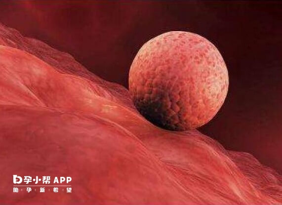 胚胎着床时间可能会影响胎儿发育