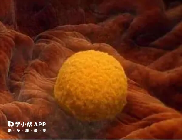 病毒感染可能导致胚胎着床失败