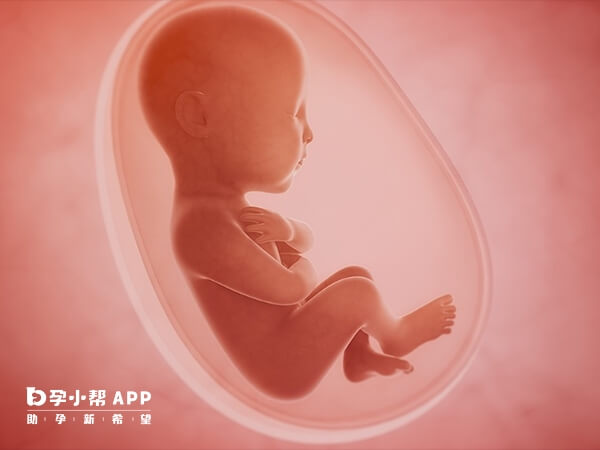 精细化胚胎移植过程才能避免胎停育