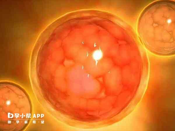 A级胚胎属于质量最优的胚胎