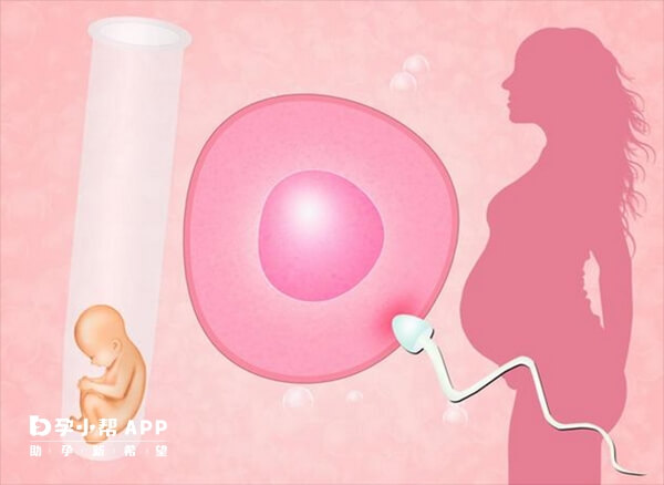 移植后胚胎会在内膜上黏附