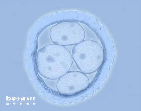 移植前同房有可能会导致胚胎着床失败