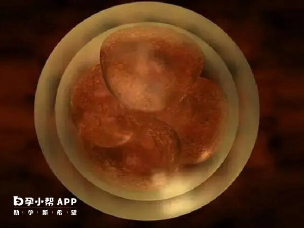 无论是高评分胚胎还是低评分胚胎移植后都有妊娠的机会