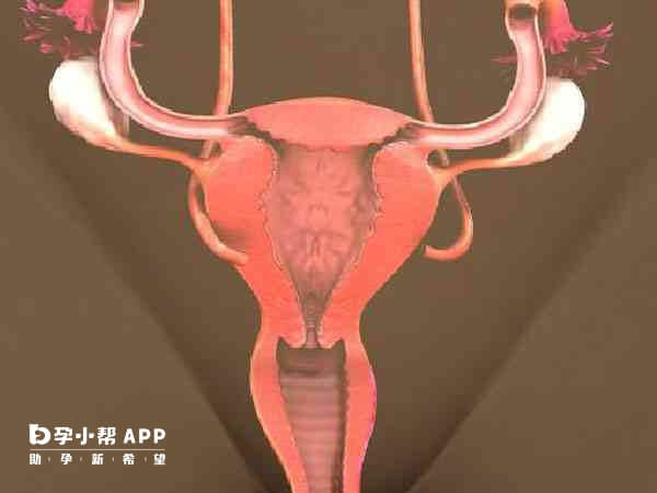 输卵管粘连影响怀孕几率
