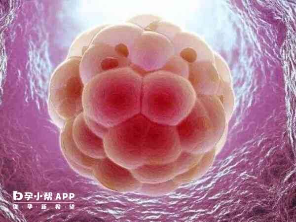 养囊可以淘汰掉染色体异常胚胎