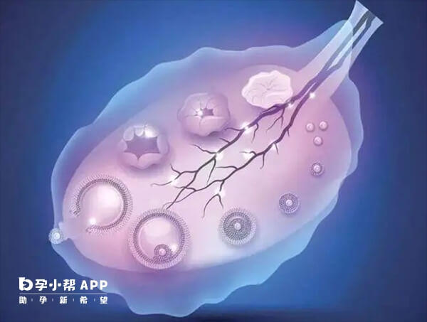 卵泡正常一天生长2毫米左右