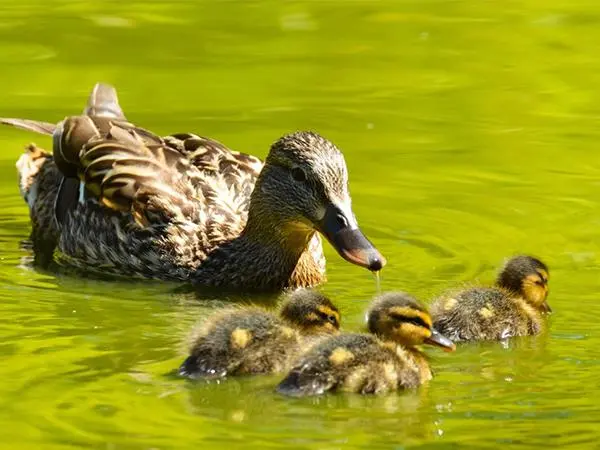 孕妇孕晚期梦见一群鸭子在水里游是什么