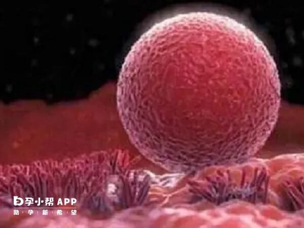 移植挂蛋白针可以帮助胚胎着床