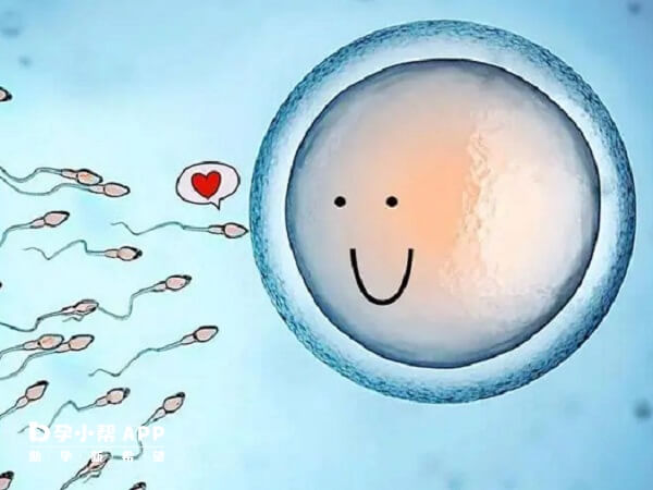 排卵期间同房卵子和精子会在输卵管内形成结合