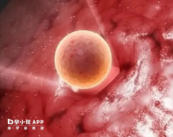 子宫收缩会影响胚胎着床