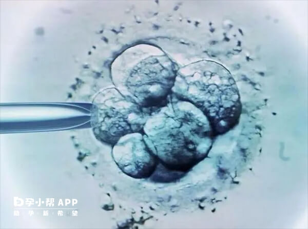 六天囊胚缺乏透明带保护