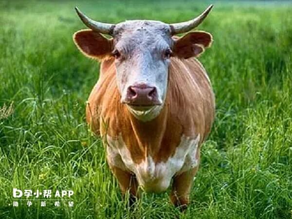 生肖马和生肖牛是属于相害的关系