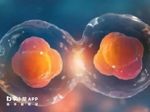 怀孕双胞胎体内的激素分泌会比怀孕单胎的多