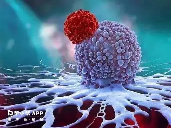 nk细胞是免疫细胞