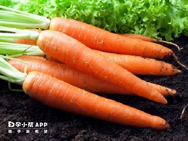胡萝卜中的维生素A有助于卵泡发育