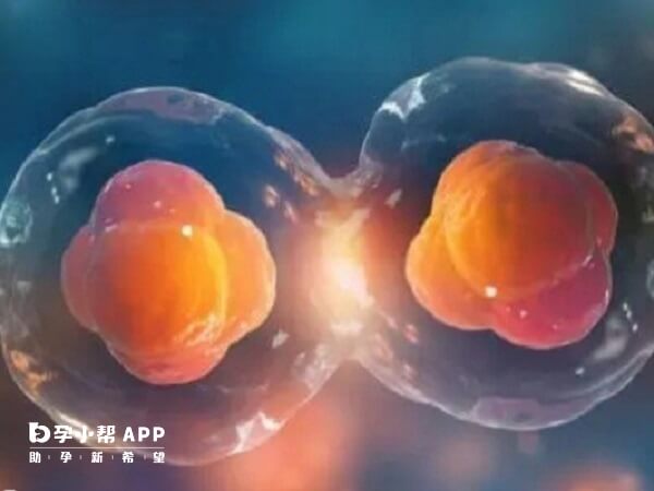 移植单个囊胚在3到13天内胚泡继续分裂可能裂变成两个胚胎