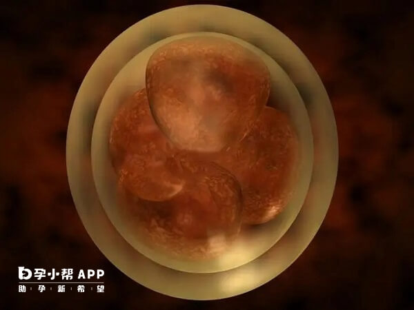 三级胚胎虽然等级低但也可能养囊成功