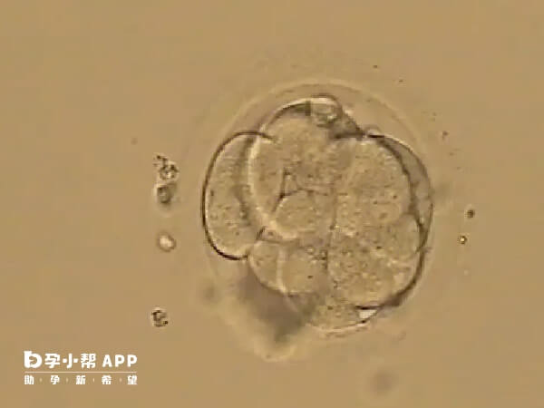 三级胚胎养囊成功了质量等级还重要吗？