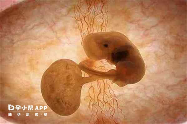 染色体异变胚胎不会正常发育