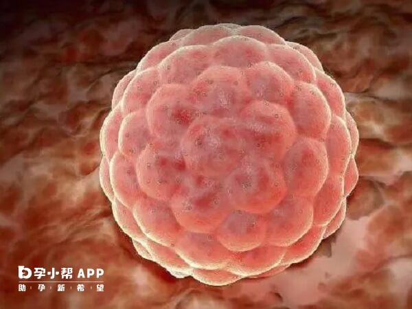 0到2非正常受精状态胚胎也可能发育成囊胚