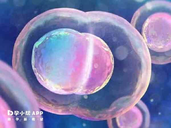 胚胎的妊娠滋养细胞会分泌HCG激素