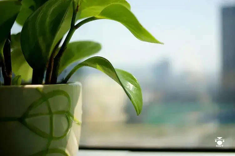 绿植可以调节办公室空气湿度