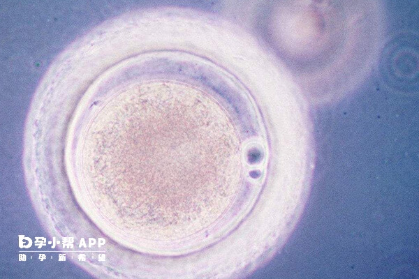 HCG阳性提示胚胎处在生化妊娠阶段
