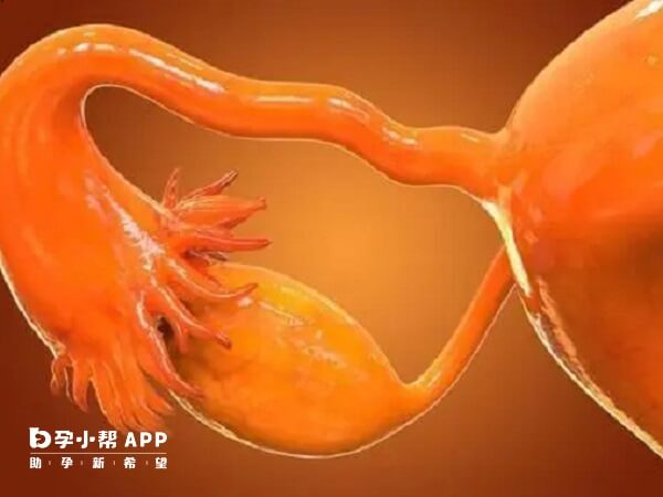 移植后卵巢增大是正常的生理现象