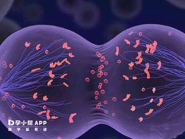 染色体异常会导致机体发育异常