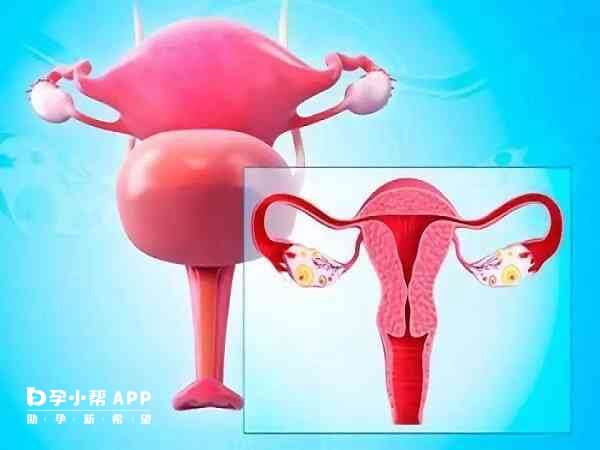 子宫内膜薄的原因有全身和局部因素两种