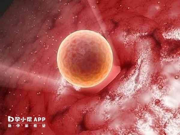 钙离子激活能够提高移植胚胎的着床率