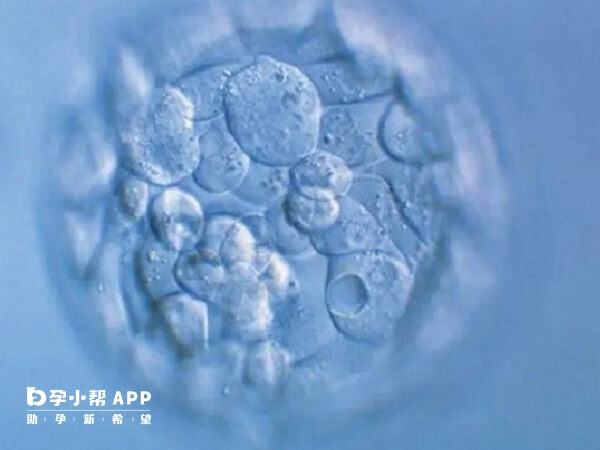 7级胚胎代表细胞数为7个